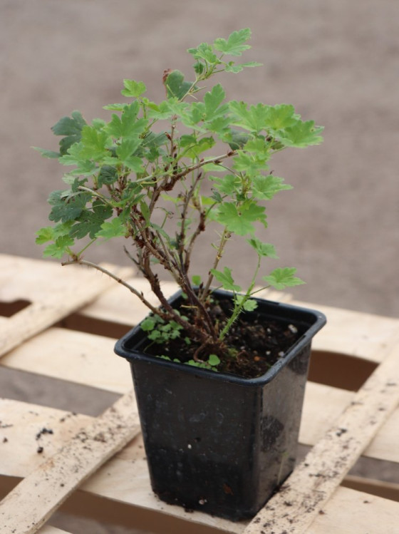 detail Angrešt 'Hinnonmaki yellow' - žlutý