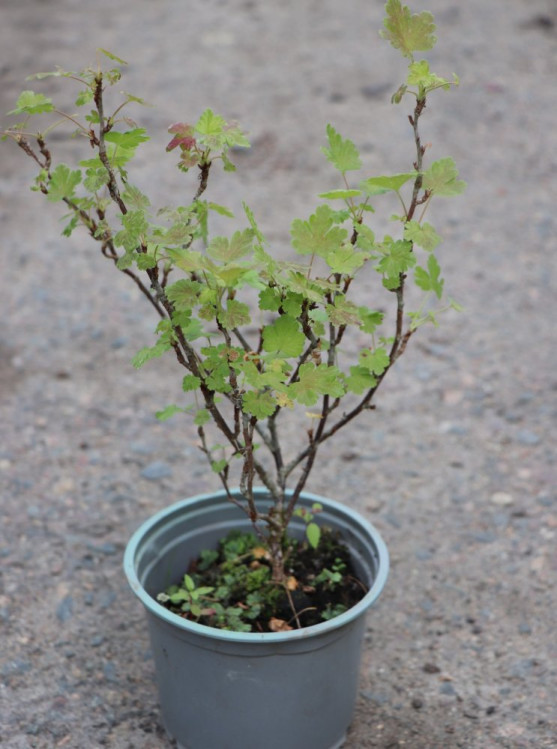 detail Angrešt 'Hinnonmaki yellow' - žlutý