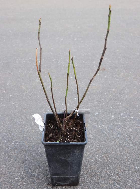 detail Fíkovník smokvoň 'Brown Turkey'