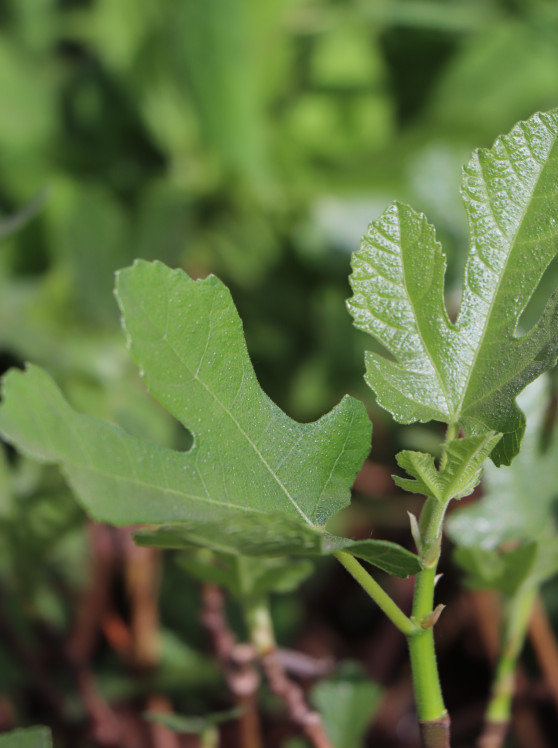 detail Fíkovník smokvoň 'Brown Turkey'