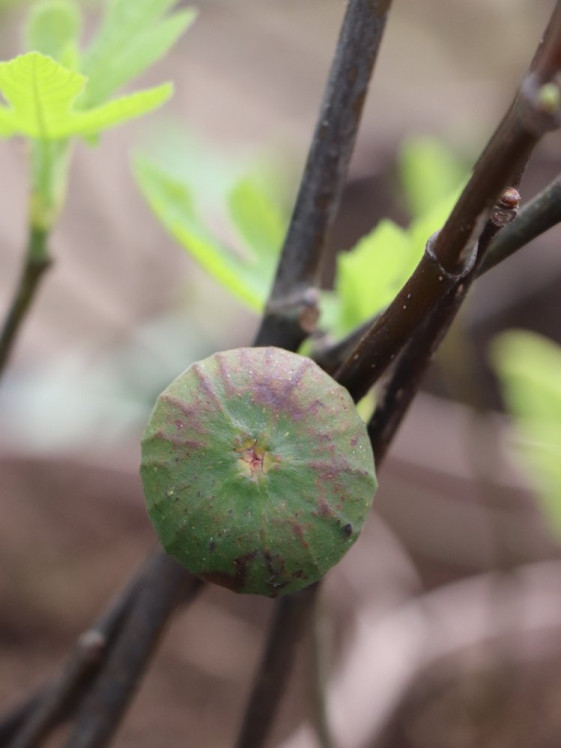 detail Fíkovník smokvoň 'Francuesco'