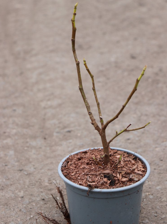 detail Fíkovník smokvoň 'Francuesco'