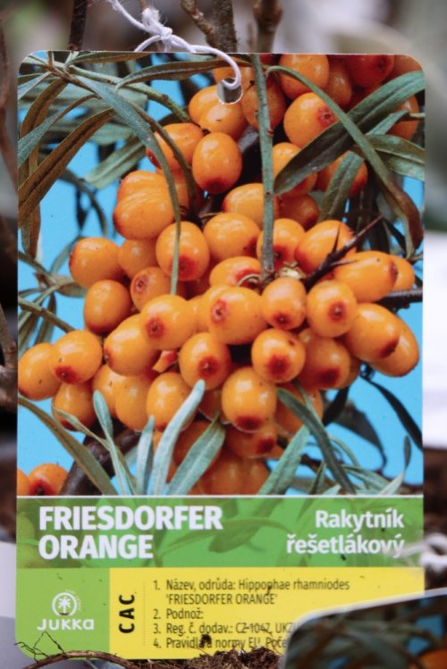 detail Rakytník řešetlákový 'Friesdorfer Orange'