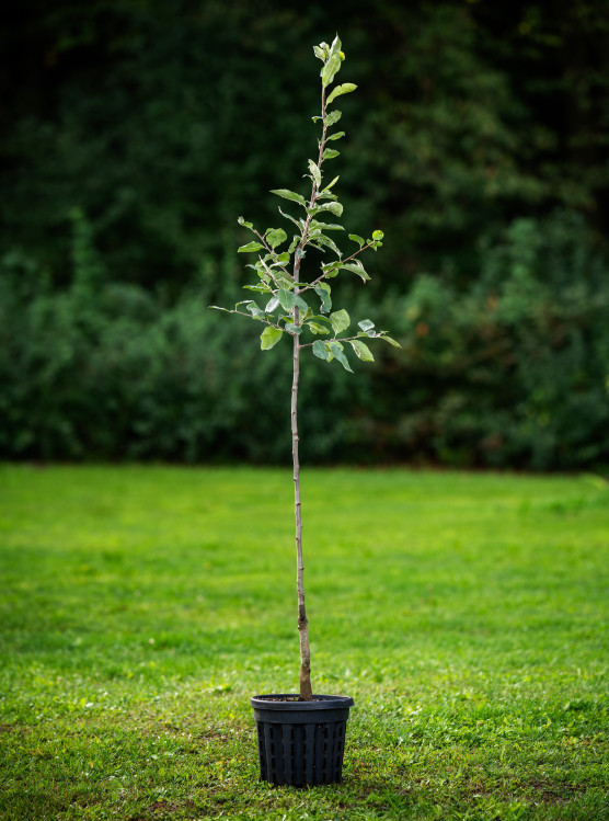 detail Jabloň 'Průsvitné letní' - letní