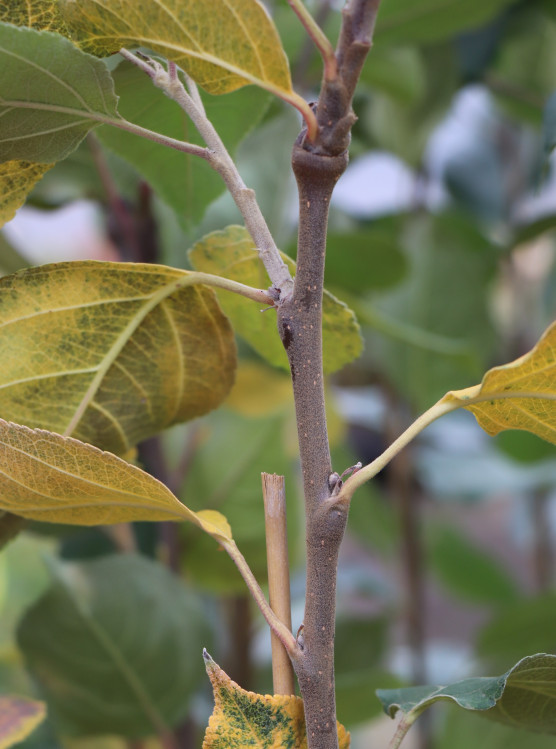 detail Jabloň 'Průsvitné letní' - letní