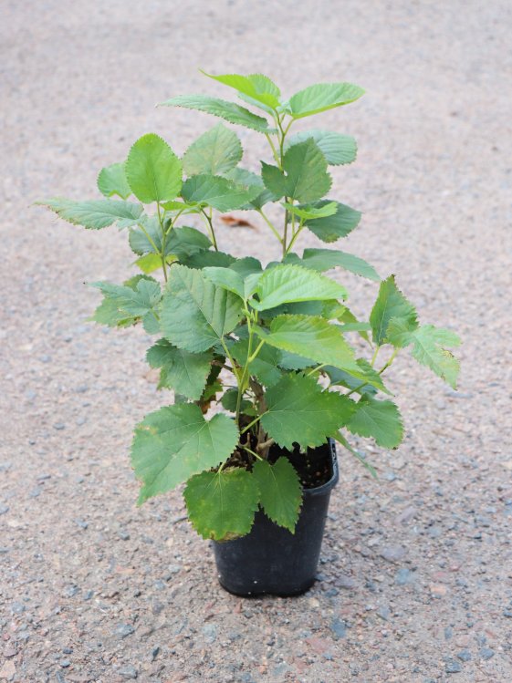 detail Moruše 'Gerardi Dwarf'