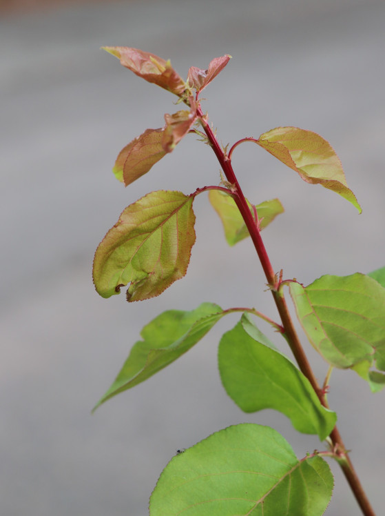 detail Meruňka 'BHART'