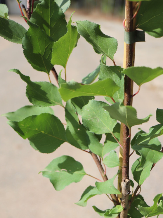 detail Meruňka 'Maďarská'