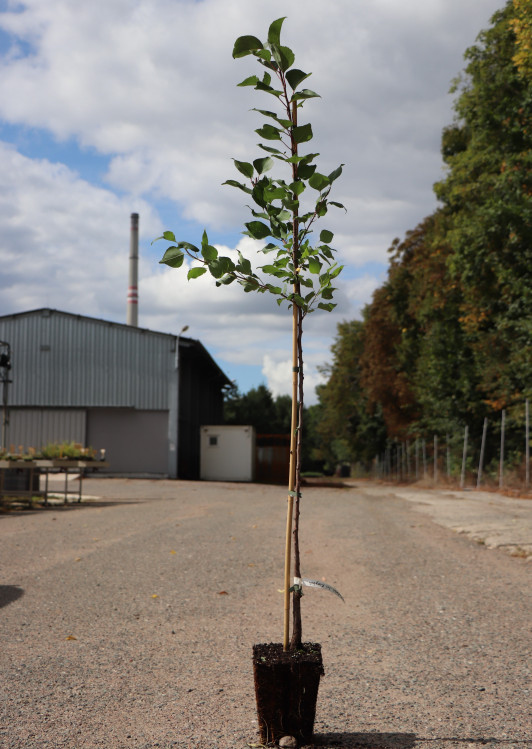 detail Meruňka 'Maďarská'