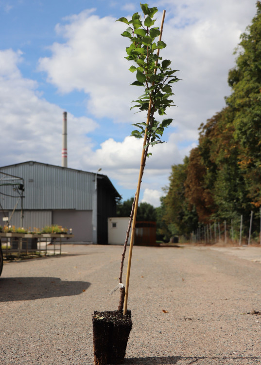 detail Meruňka 'RADKA'