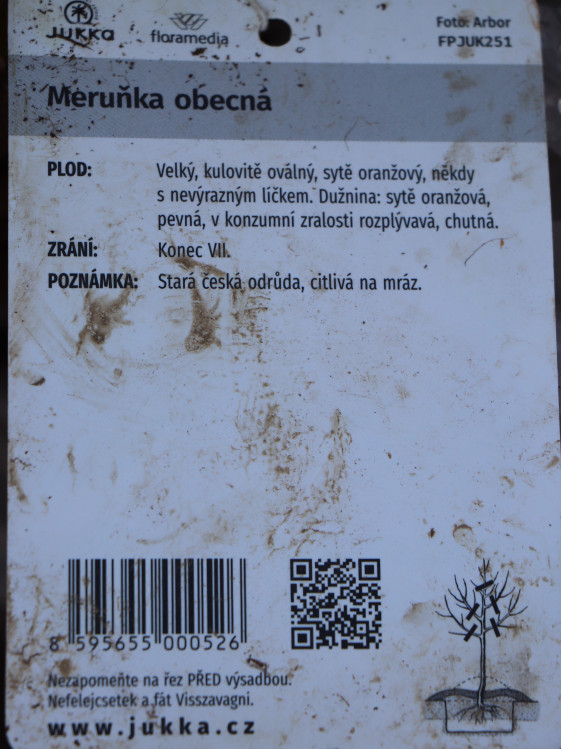 detail Meruňka ´Velkopavlovická´