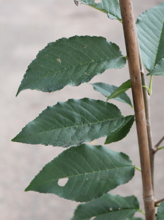 detail Višeň 'Újfehértoi Fürtös'