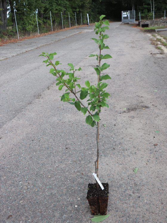 detail Švestka 'GABROVSKÁ'