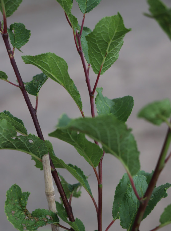 detail Švestka 'STANLEY'