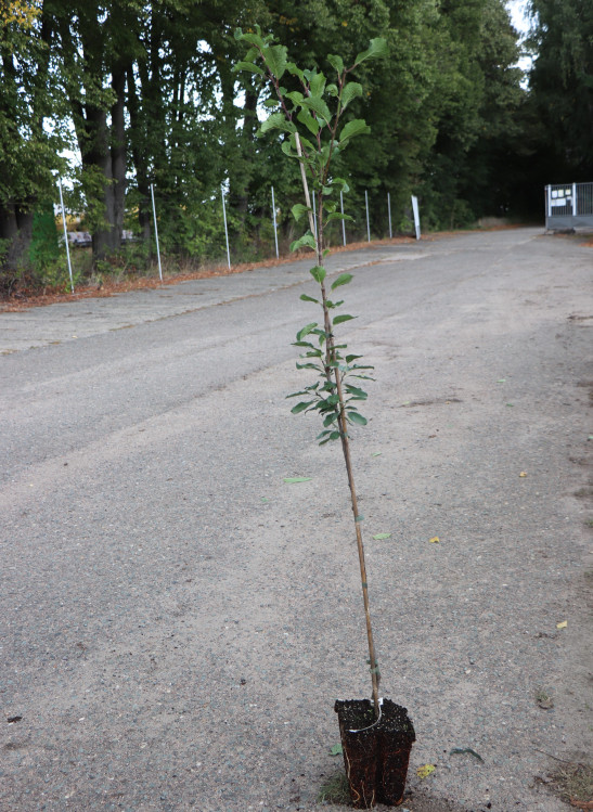 detail Švestka 'STANLEY'