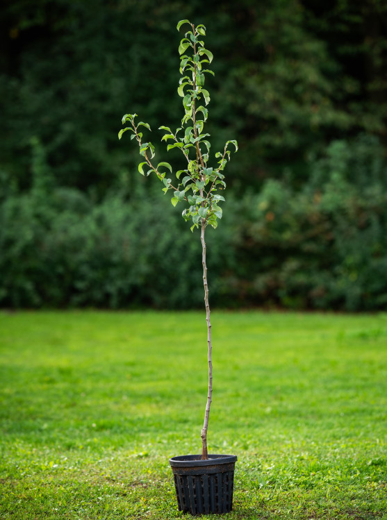 detail Hrušeň 'Pařížanka'