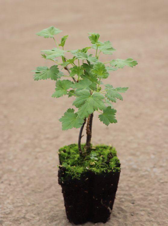 detail Angrešt LADY SUN®