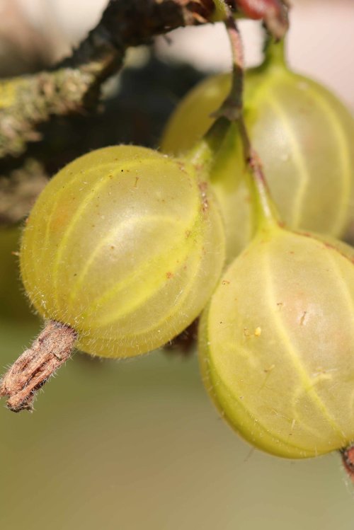 detail Angrešt LADY SUN®