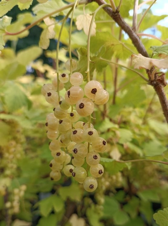 detail Rybíz bílý 'Blanka' kont 5L