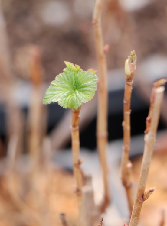 detail Rybíz černý 'Black Bells'