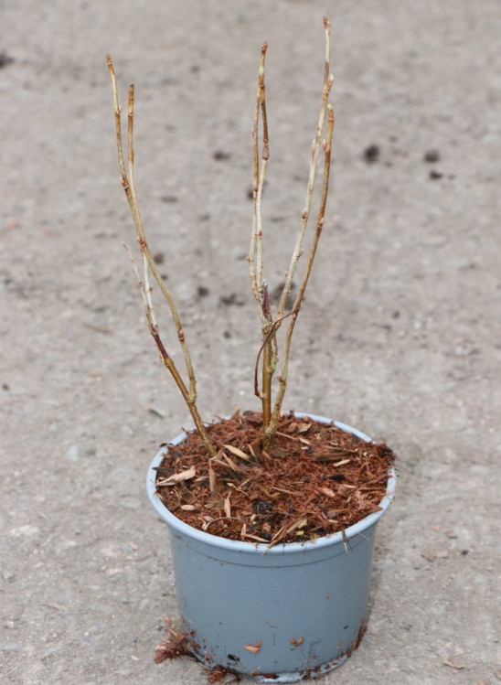 detail Rybíz černý 'Titania'