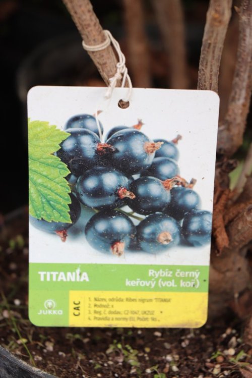 detail Rybíz černý 'Titania' ko5L