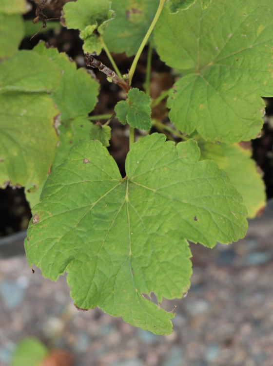 detail Rybíz černý 'Wellington' ko5L