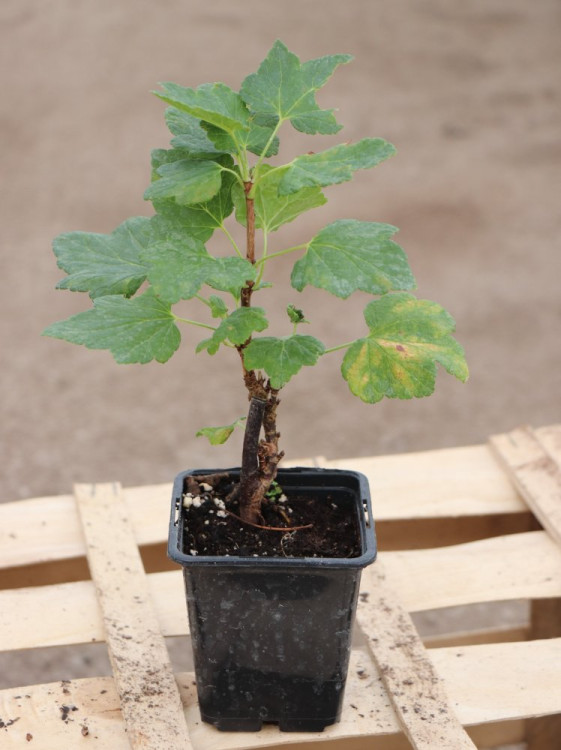 detail Rybíz červený 'Jonkheer van Tets'