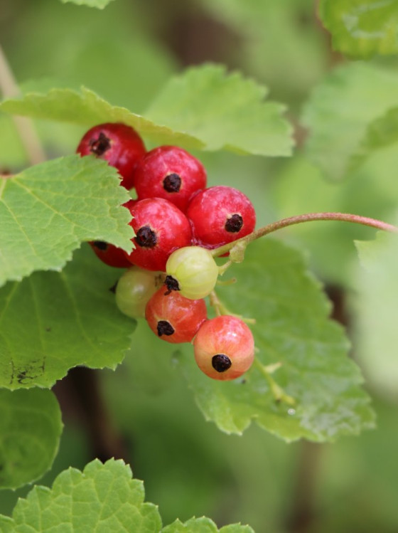 detail Rybíz červený 'Rosetta' ko5L
