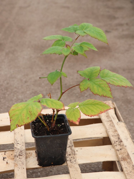 detail Ostružiník 'Dirksen' - beztrnný