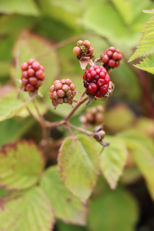 detail Ostružiník 'Dirksen' - beztrnný