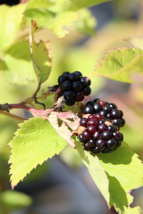 detail Ostružiník 'Navaho' - beztrnný