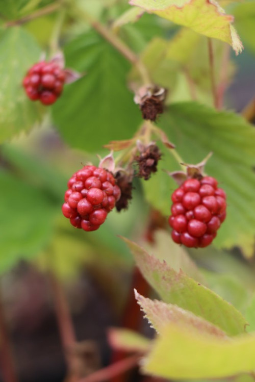detail Ostružiník 'Navaho' - beztrnný