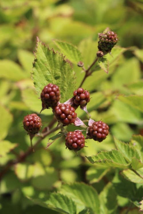 detail Ostružiník 'Navaho' - beztrnný