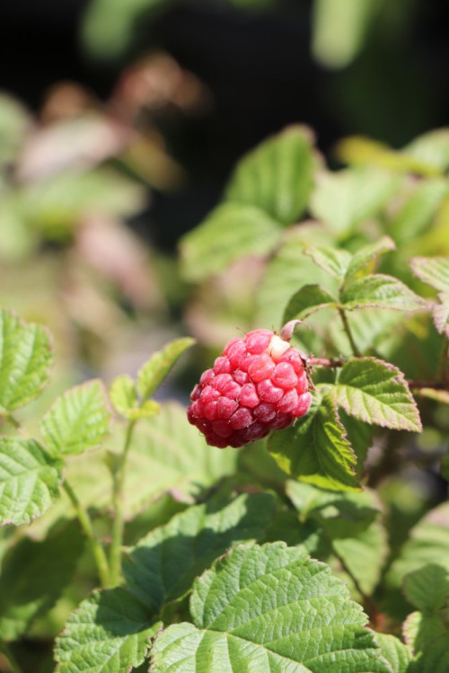 detail Malino-ostružiník 'Tayberry Buckingham'