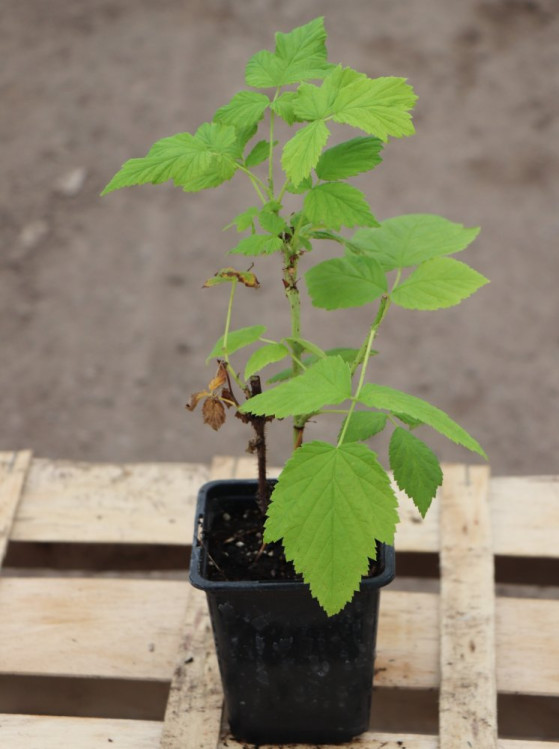 detail Maliník 'Autumn First'– stáleplodící