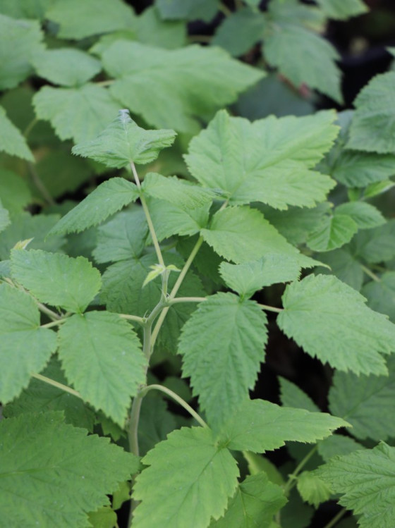 detail Maliník 'Glen Ample'– jednouplodící, beztrnný