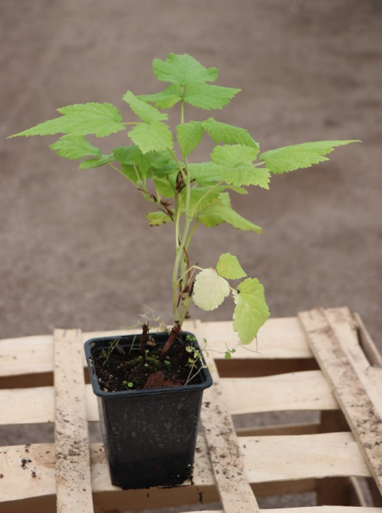 detail Maliník 'Glen Ample'– jednouplodící, beztrnný