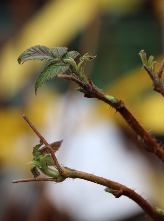 detail Maliník 'Polka'– stáleplodící