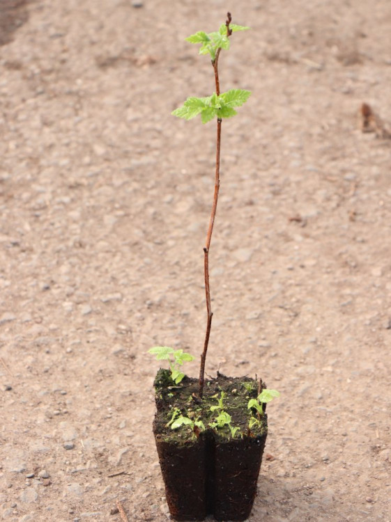 detail Maliník 'Summer Chef'