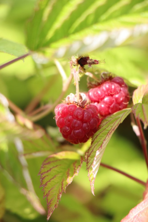 detail Maliník 'Willamette' - jednou plodící
