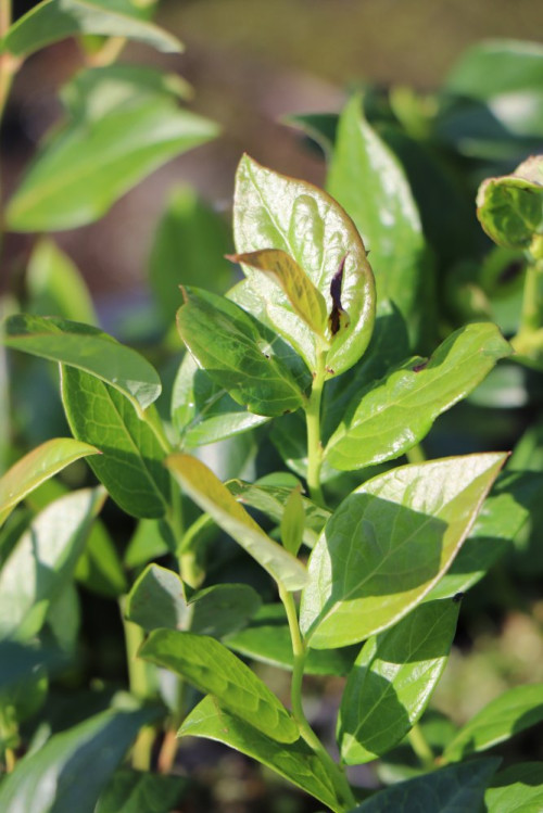 detail Kanadská borůvka 'Berkeley'- středně pozdní