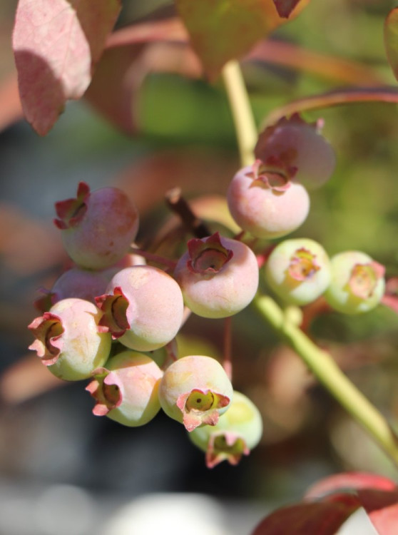 detail Kanadská borůvka 'Bluecrop'