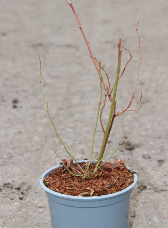 detail Kanadská borůvka 'Bluecrop'