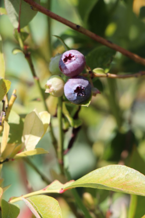 detail Kanadská borůvka 'Bluecrop'