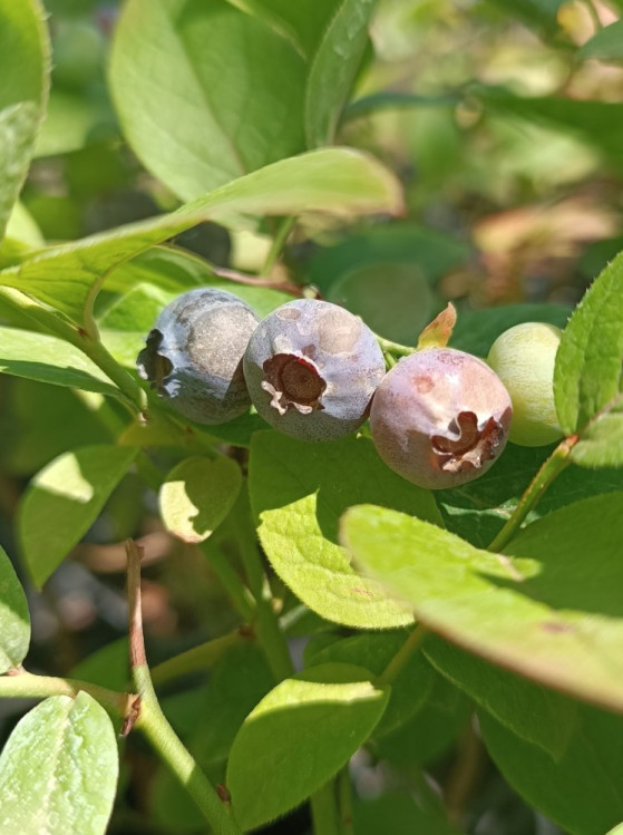 detail Kanadská borůvka 'Bluegold'