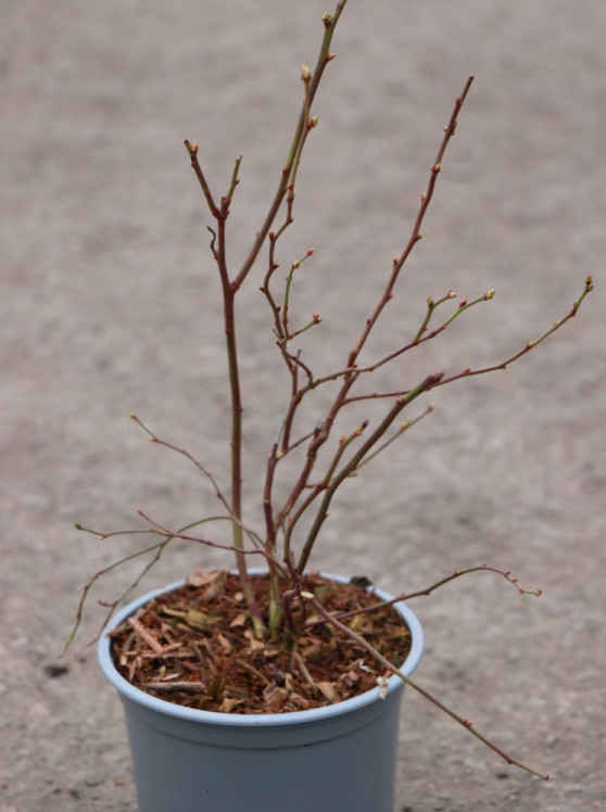 detail Kanadská borůvka 'Bluegold'