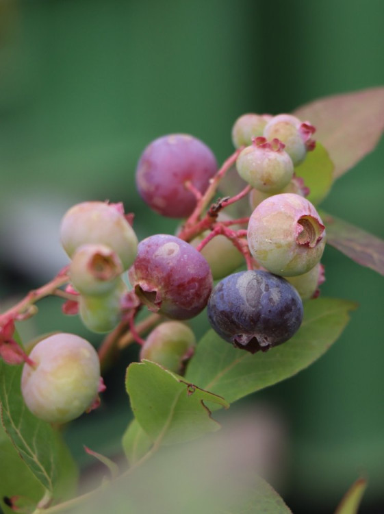 detail Kanadská borůvka 'Brigitta' - pozdní