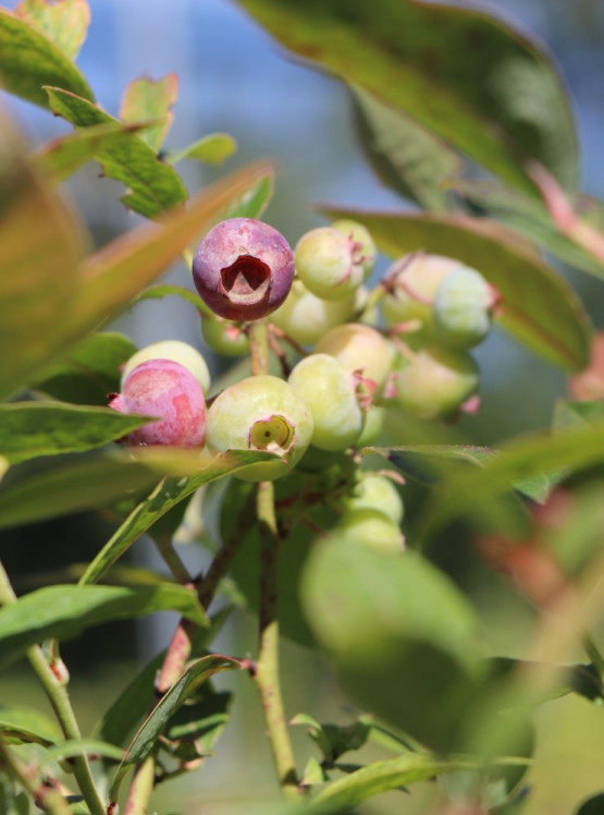 detail Kanadská borůvka 'Brigitta' - pozdní