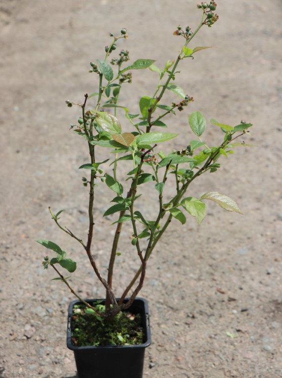 detail Kanadská borůvka 'Brigitta' - pozdní